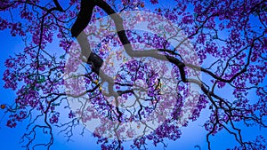 Jacaranda flower in spring