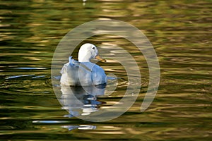 Beauty just gliding across