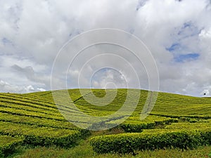 The beauty of the Kayuaro tea plantation