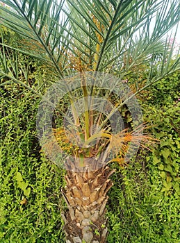 the beauty of the korama tree in bloom