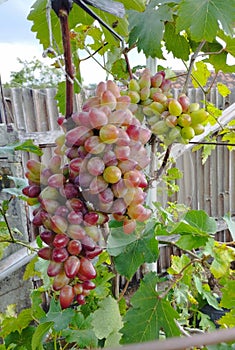 Beauty Krasotka Grapes