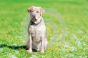 Beauty labrador dog in the green park