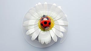 beauty lady bug on white