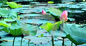 The beauty of the landscape in the lotus pond