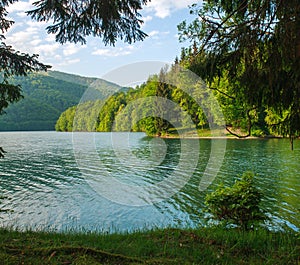 Beauty landscape shore pine trees to mountain lake