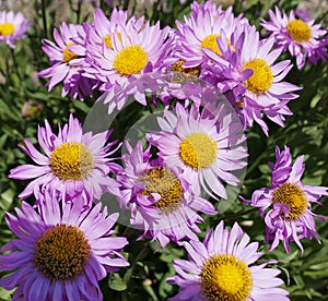 The Beauty of Late Summers Purple Daisies