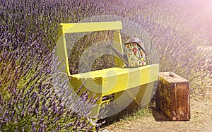 Beauty lavender flowers in garden. Bench, Suintcase and watering can