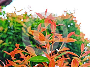 beauty leaf ornamental plant red shoot Tracheophyta Spermatophytina Angiospermae mesangiosperms core eudicots Syzygium myrtifolium