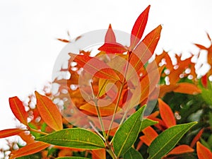 beauty leaf ornamental plant red shoot Tracheophyta Spermatophytina Angiospermae mesangiosperms core eudicots Syzygium myrtifolium