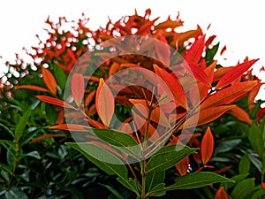 beauty leaf ornamental plant red shoot Tracheophyta Spermatophytina Angiospermae mesangiosperms core eudicots Syzygium myrtifolium photo