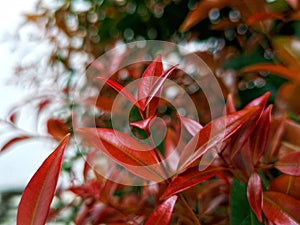 beauty leaf ornamental plant red shoot Tracheophyta Spermatophytina Angiospermae mesangiosperms core eudicots Syzygium myrtifolium photo