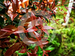 beauty leaf ornamental plant red shoot Tracheophyta Spermatophytina Angiospermae mesangiosperms core eudicots Syzygium myrtifolium photo