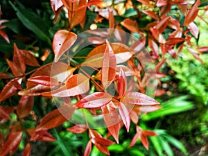 beauty leaf ornamental plant red shoot Tracheophyta Spermatophytina Angiospermae mesangiosperms core eudicots Syzygium myrtifolium