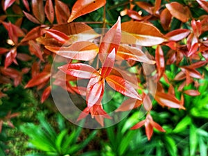 beauty leaf ornamental plant red shoot Tracheophyta Spermatophytina Angiospermae mesangiosperms core eudicots Syzygium myrtifolium