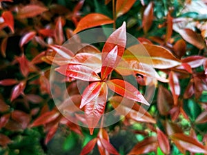 beauty leaf ornamental plant red shoot Tracheophyta Spermatophytina Angiospermae mesangiosperms core eudicots Syzygium myrtifolium photo