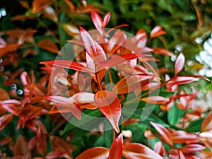 beauty leaf ornamental plant red shoot Tracheophyta Spermatophytina Angiospermae mesangiosperms core eudicots Syzygium myrtifolium photo