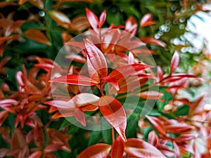 beauty leaf ornamental plant red shoot Tracheophyta Spermatophytina Angiospermae mesangiosperms core eudicots Syzygium myrtifolium