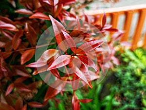 beauty leaf ornamental plant red shoot Tracheophyta Spermatophytina Angiospermae mesangiosperms core eudicots Syzygium myrtifolium photo