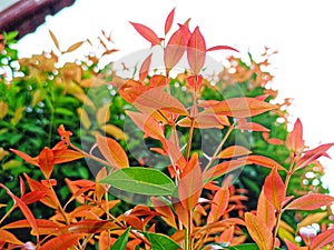 beauty leaf ornamental plant red shoot Tracheophyta Spermatophytina Angiospermae mesangiosperms core eudicots Syzygium myrtifolium photo