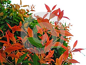 beauty leaf ornamental plant red shoot Tracheophyta Spermatophytina Angiospermae mesangiosperms core eudicots Syzygium myrtifolium photo