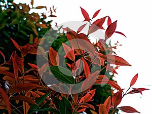 beauty leaf ornamental plant red shoot Tracheophyta Spermatophytina Angiospermae mesangiosperms core eudicots Syzygium myrtifolium photo