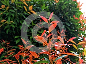 beauty leaf ornamental plant red shoot Tracheophyta Spermatophytina Angiospermae mesangiosperms core eudicots Syzygium myrtifolium photo