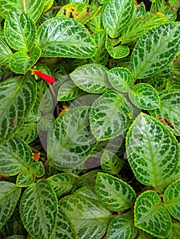 The Beauty of Leaves - The Forgotten Wonder of Nature