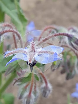 beauty lies in simple things