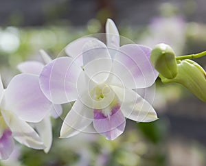 Beauty light violet dendrobium orchid flower.