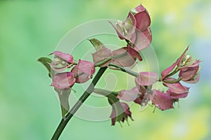 The beauty of little bird flowers when they bloom perfectly simultaneously.