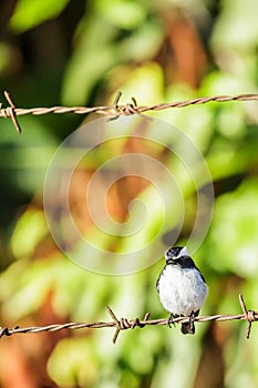 The beauty Little pied flycatcher.