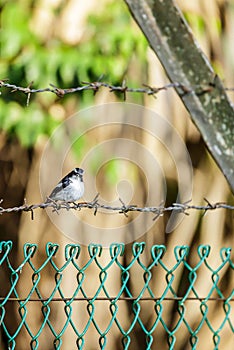 The beauty Little pied flycatcher.