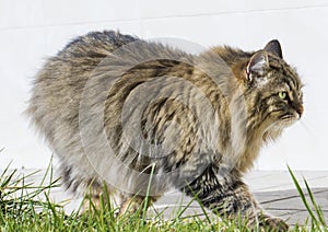 Beauty long haired cat walking in the garden