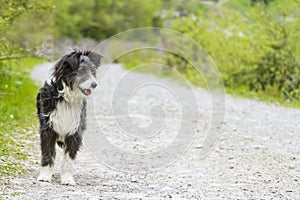 Beauty long haired dog in a countryside, Bichon Havanais breed