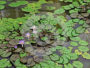 Beauty lotus - Stock image