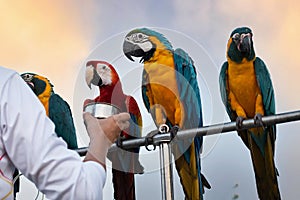 The beauty of macaws