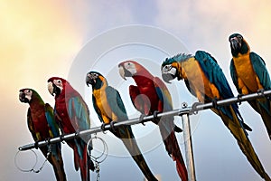 The beauty of macaws