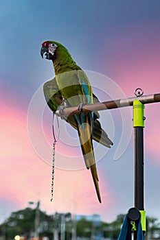 The beauty of macaws