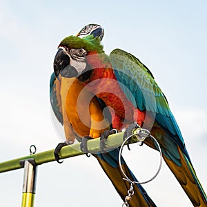 The beauty of macaws