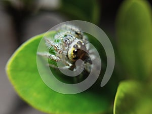 the beauty of macro photography of jumping spider Phidippus Audax regius perched on the branches of plants