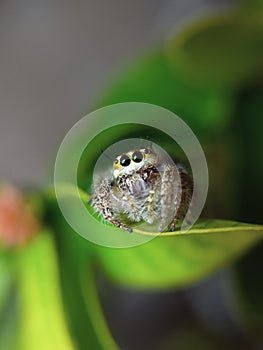 the beauty of macro photography of jumping spider Phidippus Audax regius perched on the branches of plants