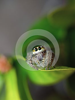 the beauty of macro photography of jumping spider Phidippus Audax regius perched on the branches of plants