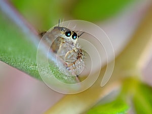 the beauty of macro photography of jumping spider Phidippus Audax regius perched on the branches of plants