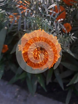 Beauty of Marigold with combination of orange and yellow