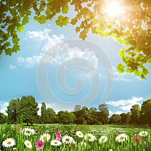 Beauty meadow with daisy flowers