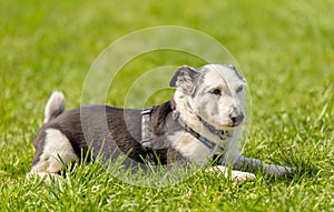 Beauty mongrel dog in the green park