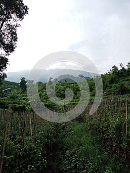 the beauty of Mount Arjuno in the afternoon