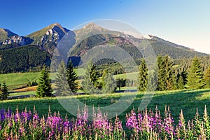 Krása horskej panorámy s kvetmi - Slovensko