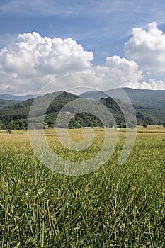 beauty mountain view with green rice plantation