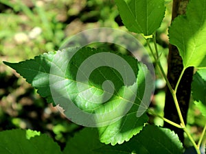 The beauty of mulberry leaf morphology